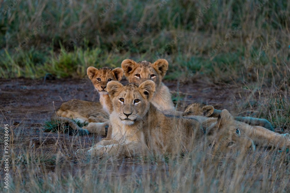 Lion family with cubs at sunset in Kruger National Park, South Africa Lion family with cubs at sunset in Kruger National Park, South Africa