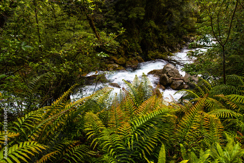 famous marian falls on the way to lake marian in fiordland national park, new zealand south island; waterfall surrounded with native plants of temperate rainforest