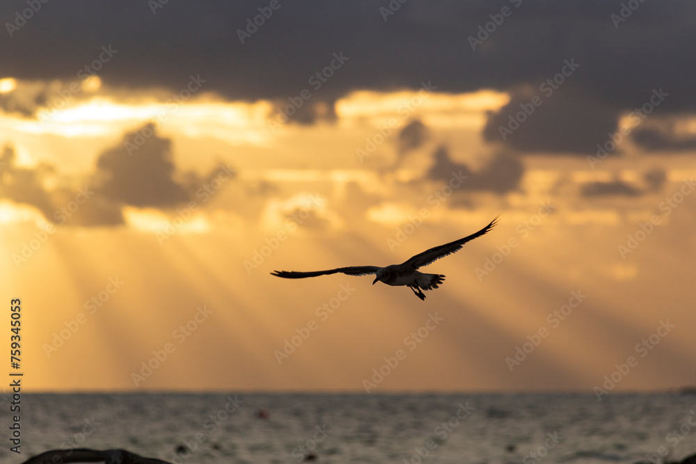 Fototapeta premium Silueta de gaviotas al atardecer, fondo cielo nublado, tonos cálidos de luz, rayos de luz atraviesan las nubes