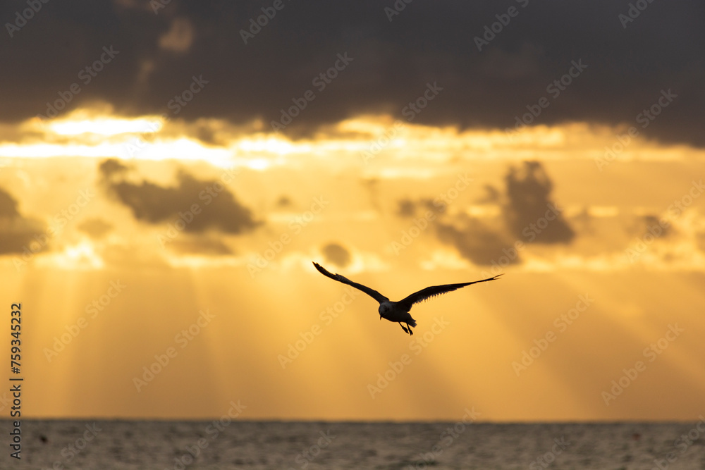 Obraz premium Silueta de gaviotas al atardecer, fondo cielo nublado, tonos cálidos de luz, rayos de luz atraviesan las nubes