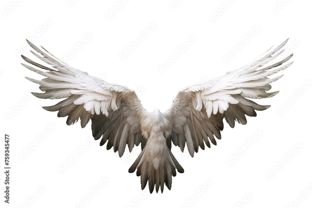 Naklejka premium eagle in flight