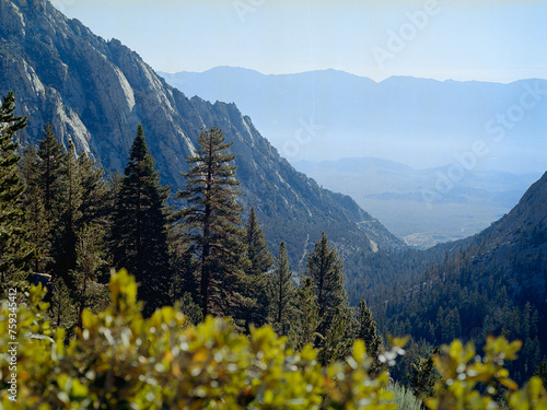 Mt Whitney Tree Landscape Medium Format Film