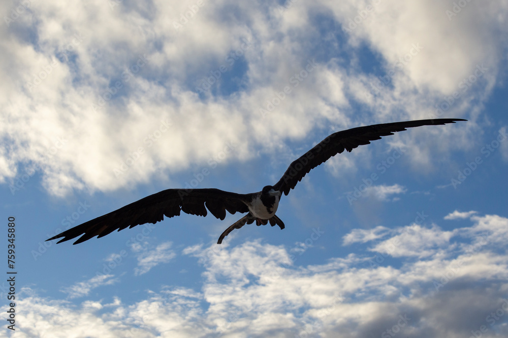 fragata real planeando, gaviota planeando con fondo de cielo azul fragata real planeando, gaviota planeando con fondo de cielo azul