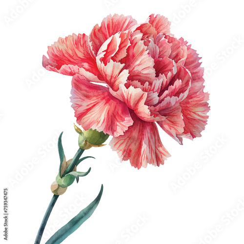 beautiful carnation flower vector illustration in watercolour style