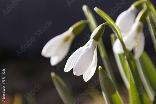 Afternoon Snowdrops