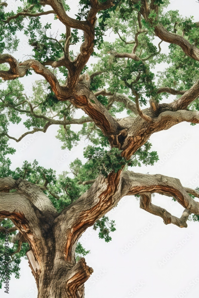 A majestic oak tree isolated on white, showcasing its sprawling branches and lush foliage. Ideal for nature-themed publications! 🌳✨📸