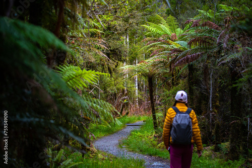 hiker girl walking through dense temperate rainforest on the way to monro beach, west coast of new zealand south island; lush vegetation in a jungle full of tree ferns