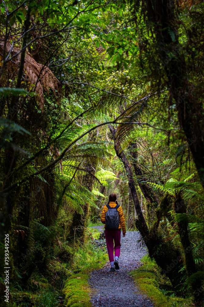 Fototapeta premium hiker girl walking through dense temperate rainforest on the way to monro beach, west coast of new zealand south island; lush vegetation in a jungle full of tree ferns