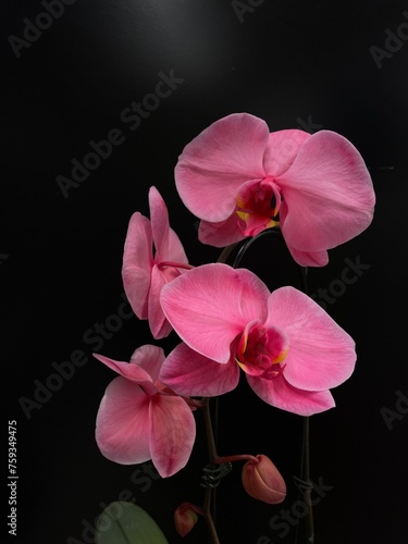 Fototapeta Naklejka Na Ścianę i Meble -  orchid on black