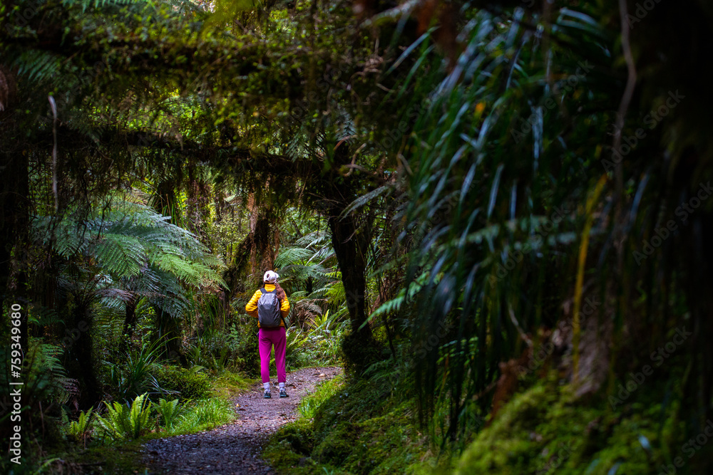hiker girl walking through dense temperate rainforest on the way to monro beach, west coast of new zealand south island; lush vegetation in a jungle full of tree ferns hiker girl walking through dense temperate rainforest on the way to monro beach, west coast of new zealand south island; lush vegetation in a jungle full of tree ferns
