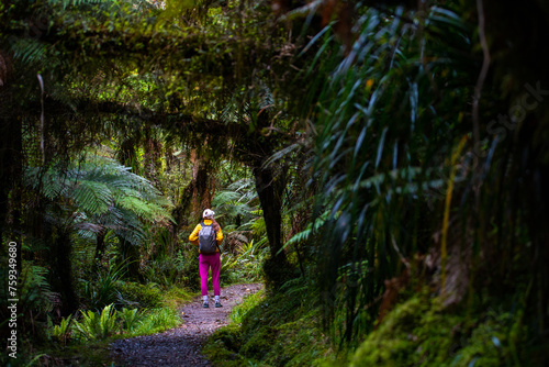 hiker girl walking through dense temperate rainforest on the way to monro beach, west coast of new zealand south island; lush vegetation in a jungle full of tree ferns photo