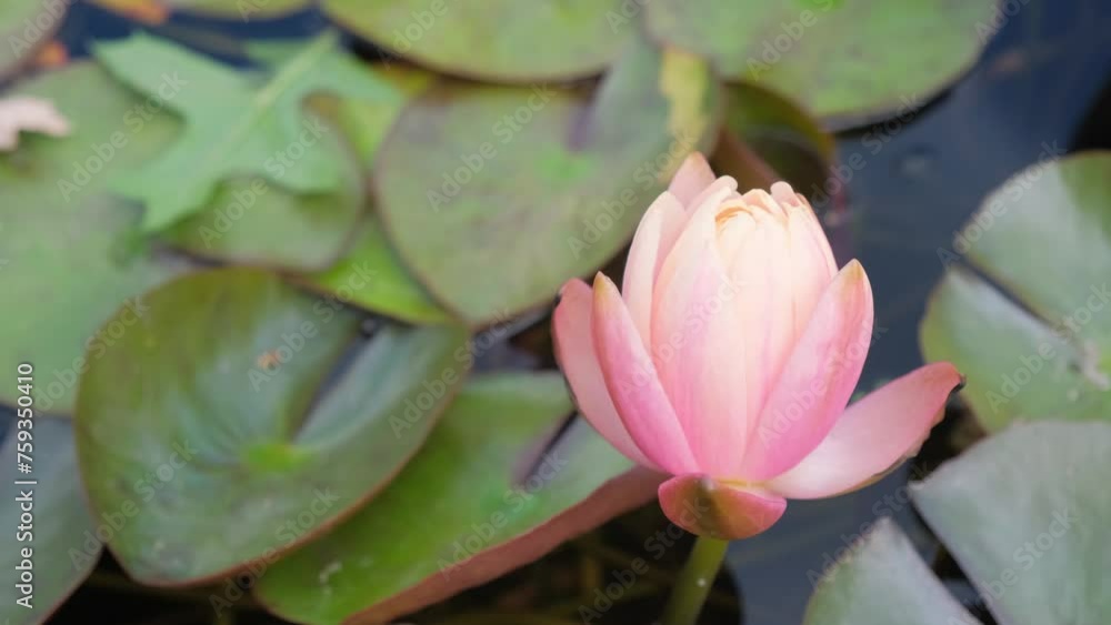 Beautiful pink lotus, water plant with reflection in pond. Beautiful pink lotus, water plant with reflection in pond.