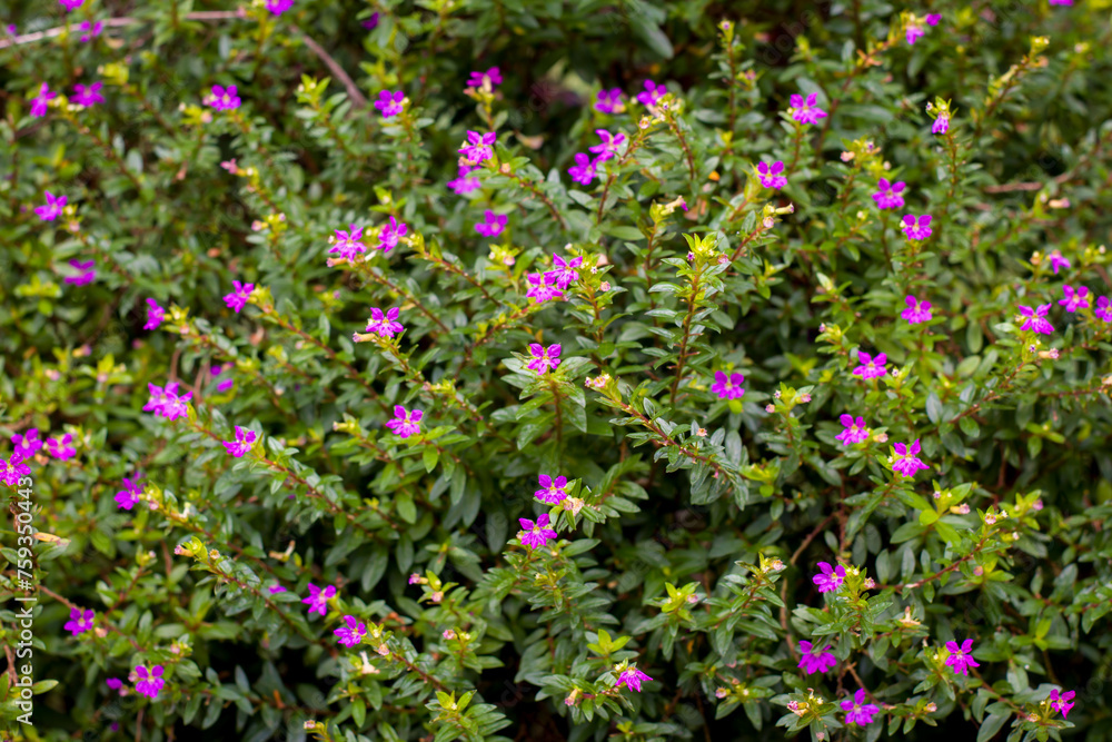 heather cuphea hyssopifolia plant with purple flowers