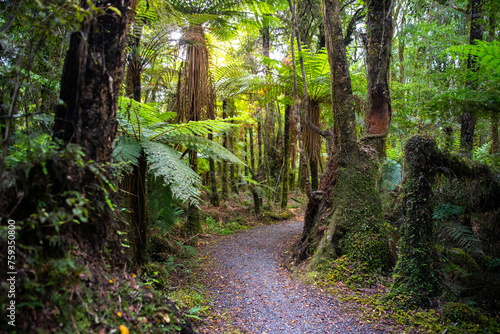 unique vegetation of native temperate rainforest in South Westland, Monro Beach Track; Haast, New zealand south island, tree ferns in West Coast photo