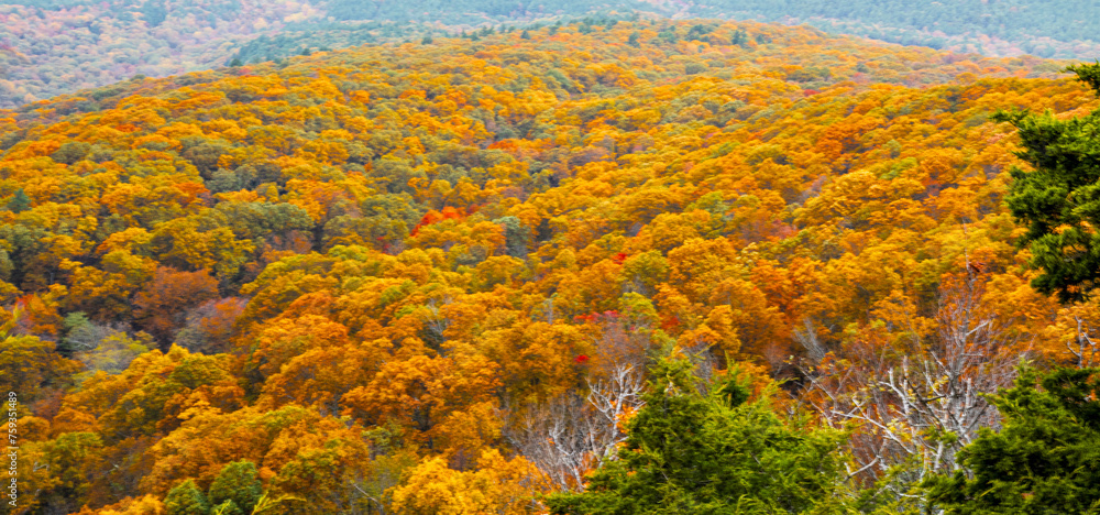 Beautiful autumn colors at Mount Magazine State Park.