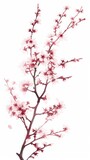 Branch With Pink Flowers on White Background