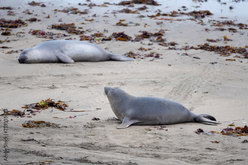 Wild Sea Lions On The Beach photo