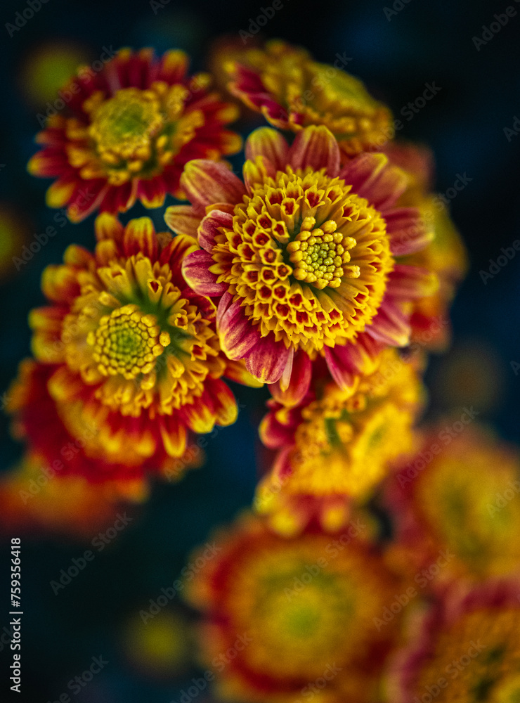 cluster of yellow, red and orange chrysanthemums cluster of yellow, red and orange chrysanthemums