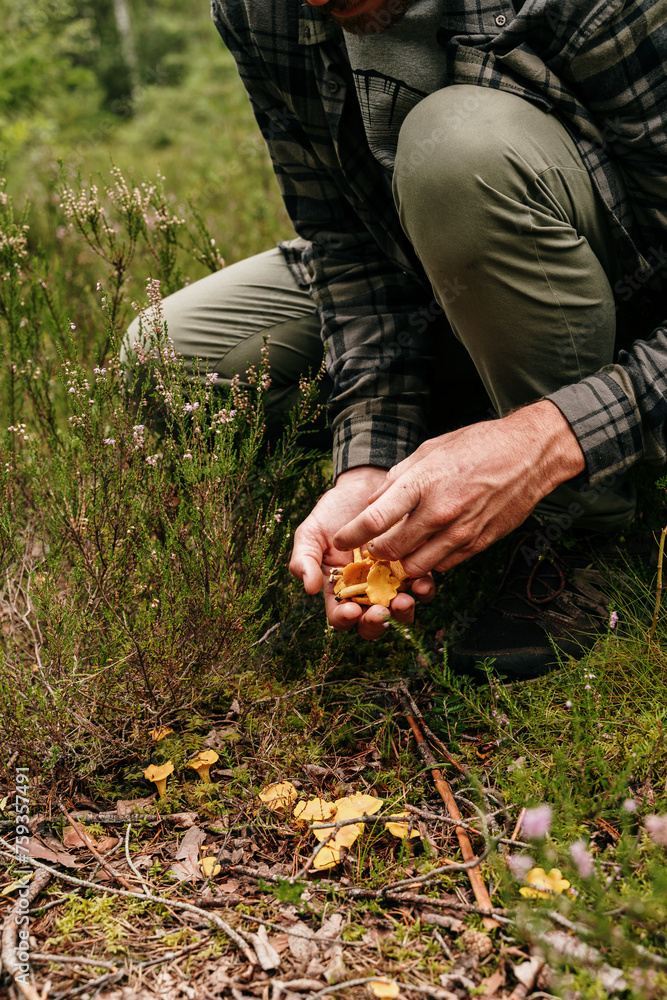 Picking wild mushrooms in forest Picking wild mushrooms in forest