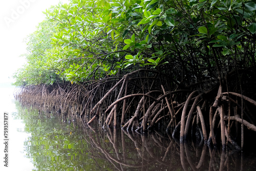 Obraz na płótnie A mangrove forest with exposed roots at low tide on tropical island in Palawan,