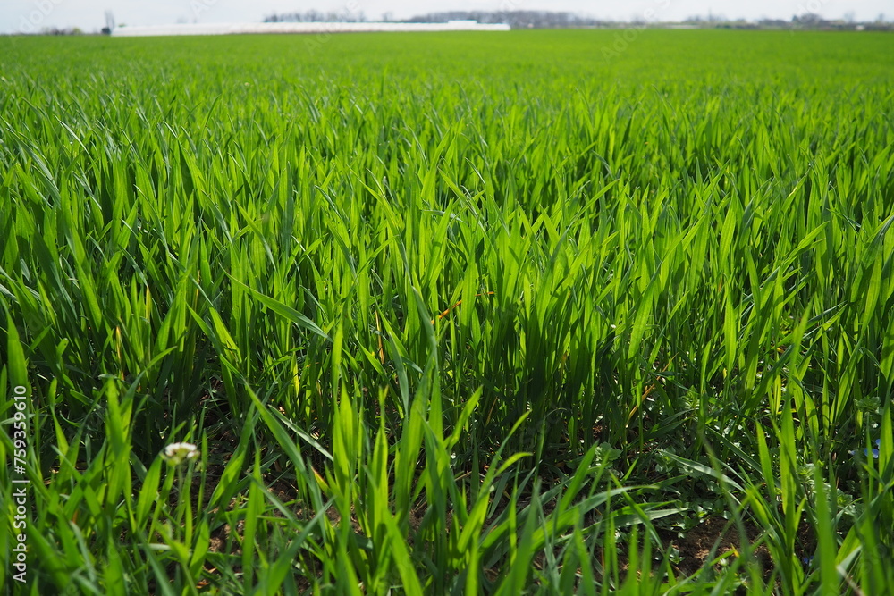 Naklejka premium Good crops of winter wheat in the spring farm field. Green sprouts of winter wheat background. View of green meadow with growing young cereals grass. Agricultural business. Triticum aestivum