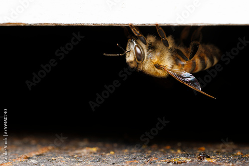 Honey Bee at Her Hive photo