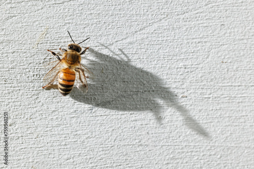Honey Bee Shadow photo