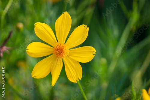 Cosmos sulphurea flower or called Mexican Marigold (Tagetes lemmonii) also known as Lemmon’s Marigold or Copper Canyon Daisy photo