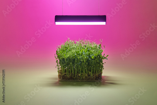 Green sprouts of peas germinating under lamp with ultraviolet light photo