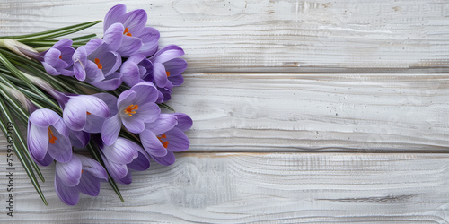 Vivid purple crocuses with bright orange pistils adorn the right side of a rustic white wooden background photo