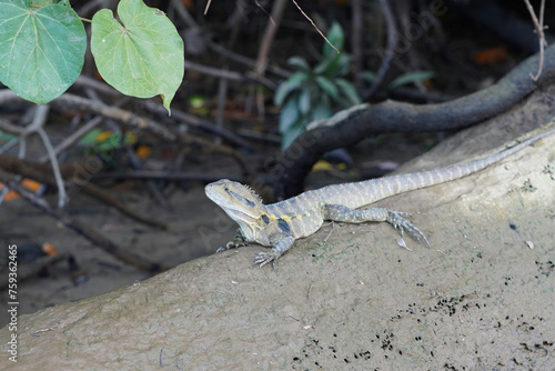 lizard on the rock