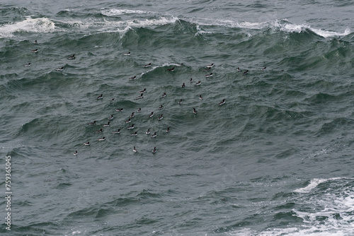 Flock of Common Murres swimming over a large wave  photo