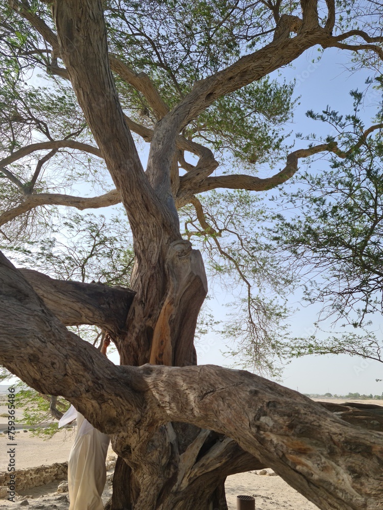 Tree of Life in Manama, Bahrain, stands as a captivating symbol of resilience and endurance, anchoring itself amidst the desert landscape with an air of mystique and reverence