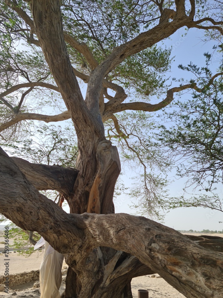 Obraz premium Tree of Life in Manama, Bahrain, stands as a captivating symbol of resilience and endurance, anchoring itself amidst the desert landscape with an air of mystique and reverence