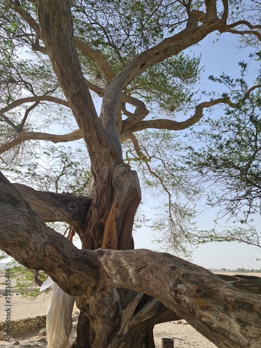 Tree of Life in Manama  Bahrain  stands as a captivating symbol of resilience and endurance  anchoring itself amidst the desert landscape with an air of mystique and reverence