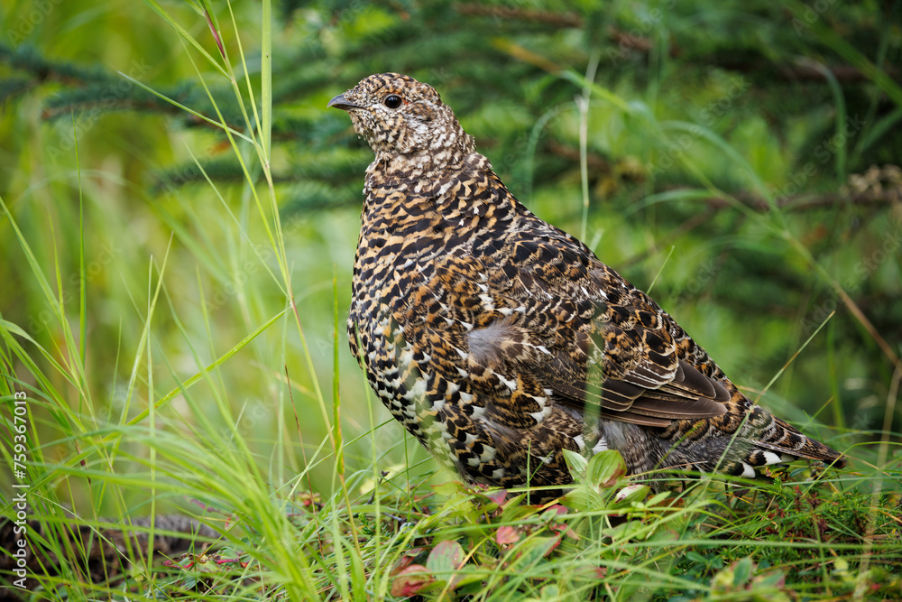 Female Spruce Grouse