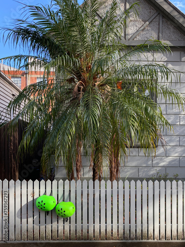 Bike Helmets hug on a fence under a palm tree photo