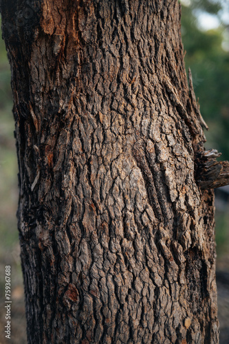 Close up of tree trunk bark