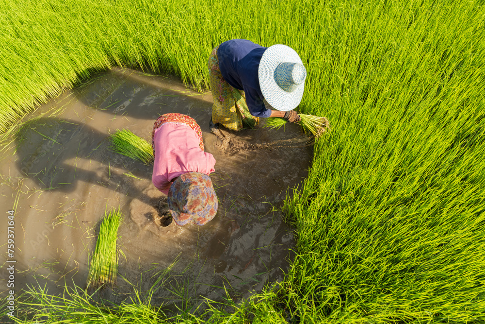 Two Asian woman rice farmer working and kick off the ground at green ...