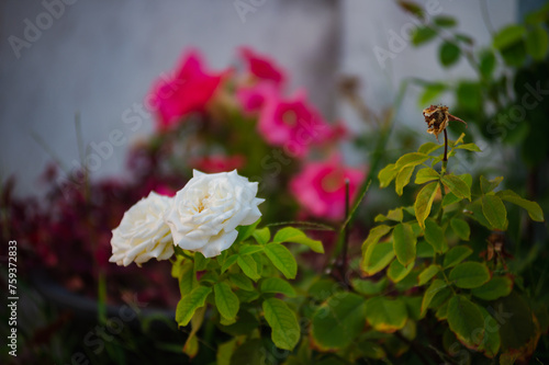 Pink and red roses growing in the garden in the morning, selective focus Home decoration and environmental concept