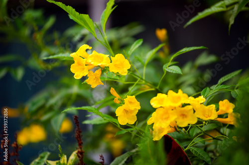 Tecoma stans yellow bells Yellow flowers with blurred background Flowers for gardening along the fence