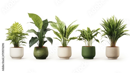 Set of plant isolated on white background 