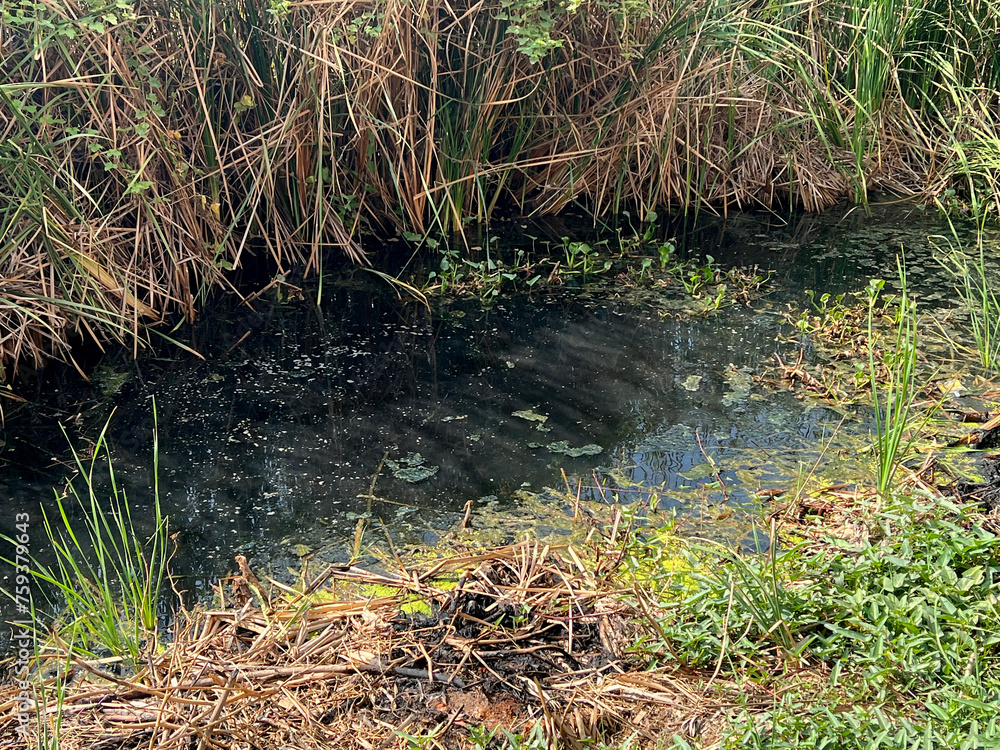 a stream of water flows into the pond a stream of water flows into the pond