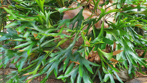 Elkhorn Fern (Platycerium bifurcatum)