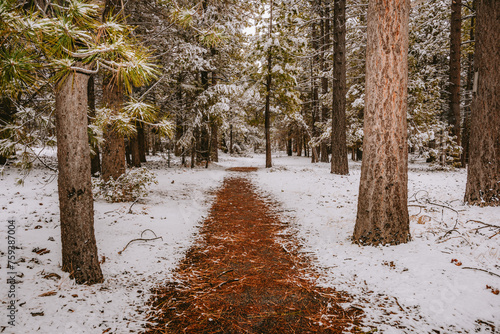 Pine needle covered walking path through snowy forest