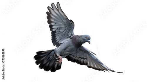 pigeon in flight isolated on transparent background, pigeon cutout  © Ali