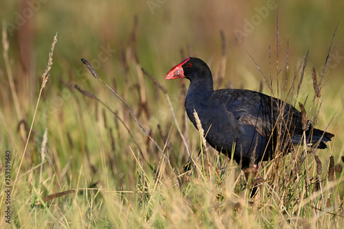 Purple swamphen, or Pukeko, slightly hunched down in a grassy area, partially obscured by the long grass