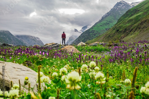 Wildflowers in the beautiful Warwan Valley, Pir Panjal Range, Kashmir, India