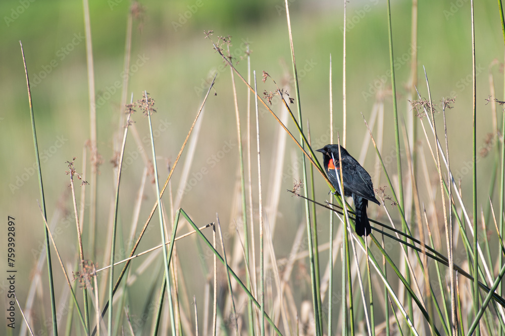 Red-winged Blackbird perching in the reeds by a pond Red-winged Blackbird perching in the reeds by a pond