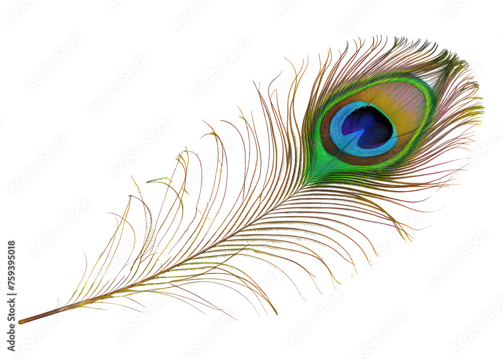 Obraz premium beautiful and natural peacock feather on transparent background